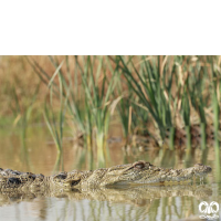 گونه کروکودیل پوزه کوتاه Mugger Crocodile